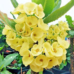 Crown of Thorns Plant - 3-5 Inch Succulent - Vibrant Blooms - Garden &amp; Indoor