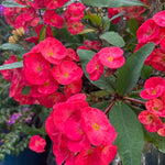 Crown of Thorns Plant - 3-5 Inch Succulent - Vibrant Blooms - Garden &amp; Indoor