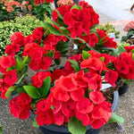 Crown of Thorns Plant - 3-5 Inch Succulent - Vibrant Blooms - Garden &amp; Indoor