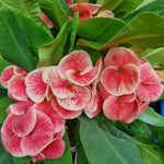 Crown of Thorns Plant - 3-5 Inch Succulent - Vibrant Blooms - Garden &amp; Indoor