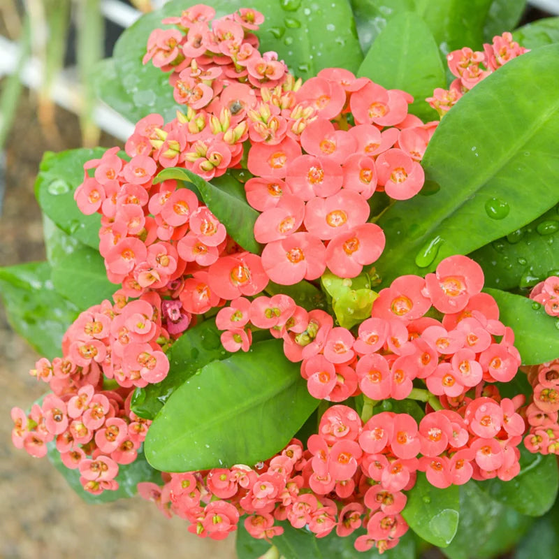 Crown of Thorns Plant Set of 2 - Live Trees, 4-8" Euphorbia Millii, Colorful Blooms