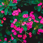 Crown of Thorns Plant Set of 2 - Live Trees, 4-8" Euphorbia Millii, Colorful Blooms