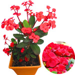 Crown of Thorns Plant Set of 2 - Live Trees, 4-8" Euphorbia Millii, Colorful Blooms