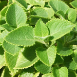 2 Cuban Oregano Plants Live Culinary Herbs - 4-6 Inch Height for Planting