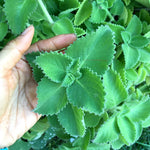4 Pack Cuban Oregano Plants Live, Oregano Herb Plants 4-6 Inches Tall - Well-Rooted