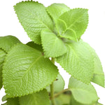2 Cuban Oregano Plants Live Culinary Herbs - 4-6 Inch Height for Planting