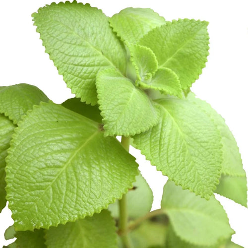 2 Cuban Oregano Plants Live Culinary Herbs - 4-6 Inch Height for Planting