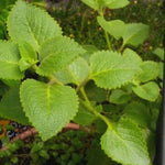 Cuban Oregano Plants - 4 Live Plants, 3-5 Inches Tall - Herb Plant Pot