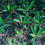 Culantro Plant Live - 4 Pack Herb Plant - Garden Ready - 4-6 Inches