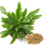 500 Culantro Seeds - Herb Seeds for Cooking