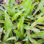 500 Culantro Seeds - Herb Seeds for Cooking