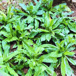 Culantro Seeds - Recao Cilantro Vegetable Seeds for Home Garden Planting