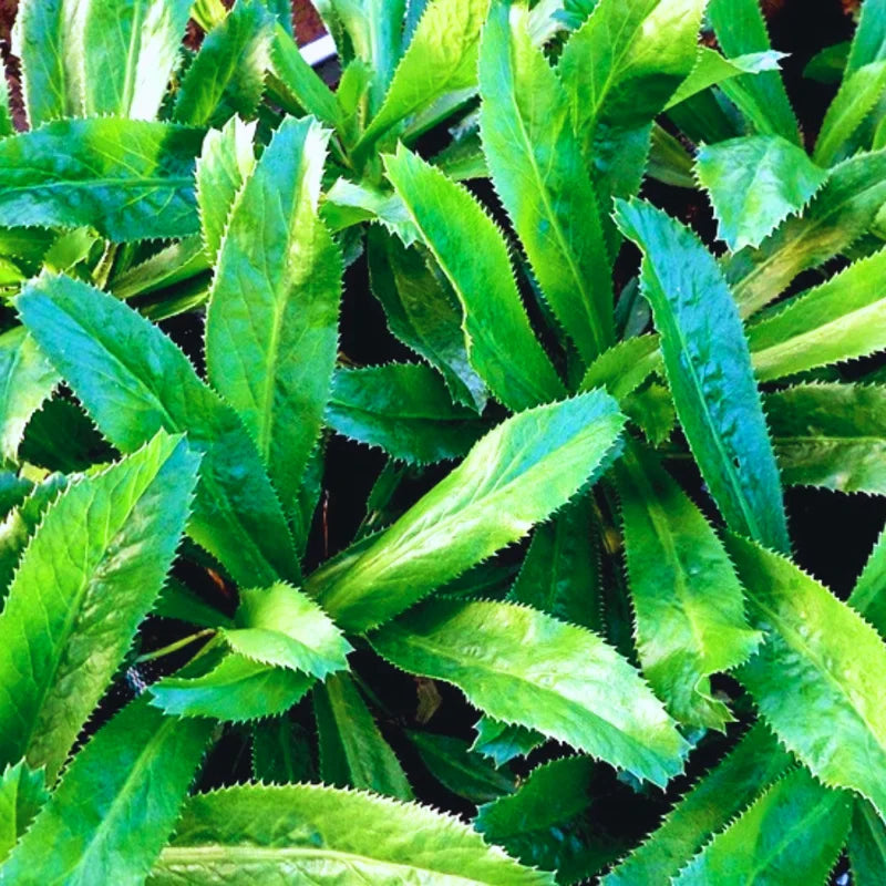 500 Culantro Seeds for Planting - Recao Cilantro Seeds - Garden Vegetable