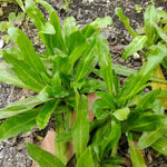 500 Culantro Seeds for Planting - Recao Cilantro Seeds - Garden Vegetable