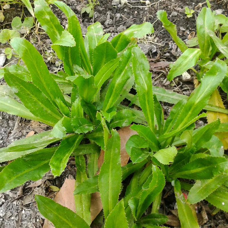 500 Culantro Seeds for Planting - Recao Cilantro Seeds - Garden Vegetable