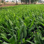 Curcuma Turmeric Ginger Plant Live – 4-8 Inch Ornamental Ginger Flowers