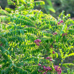 Curry Leaf Plant Live - Potted Indian Curry Tree for Cooking