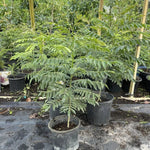 Live Curry Leaf Plant - Indian Curry Leaf Tree in Pot