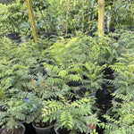 Curry Leaf Plant Live Potted - Indian Herb Tree