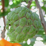 Custard Sugar Apple Tree Live Plant - 8-10 Inches - Half Gallon Pot