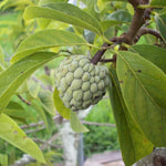 Custard Sugar Apple Tree Live Plant - 8-10 Inches - Half Gallon Pot