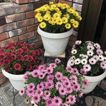 Daisy Plants Live: African Daisy Osteospermum - 4 Inch Potted Perennial Flowers