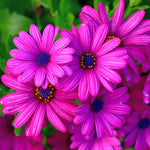 Daisy Plants Live: African Daisy Osteospermum - 4 Inch Potted Perennial Flowers