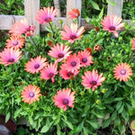 Daisy Plants Live: African Daisy Osteospermum - 4 Inch Potted Perennial Flowers