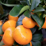 Dancy Tangerine Tree - 2-3 ft Potted Fruit Tree