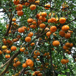 Dancy Tangerine Tree - 2-3 ft Potted Fruit Tree