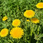 Dandelion Plant 4 Inch Pot - Garden Ready Herb