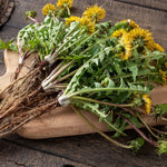 Dandelion Plant Live, Yellow Starter Plant, Outdoor Garden, 5-7'' Tall
