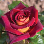 Dark Night Rose Plant - Live Fragrant Heirloom Rose Bush 6-10 Inches