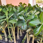 Desert Rose Plant Live, Well-Rooted Adenium, 4-7" Succulent Seedling