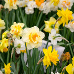 Double Daffodil Bulbs 10 Pack Multicolored Cold Hardy Fall Planting