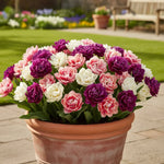 Double Tulip Bulbs Spring Planting Mix Large Flower Bulbs Garden Indoor Outdoor