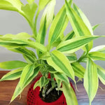 Gold Dracaena Sanderiana Live Plant 4 Inch Pot Variegated Houseplant