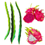 Dragon Fruit Cuttings - Purple &amp; White Variety - Unrooted 8-10 Inch