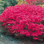 10 Dwarf Burning Bush Bare Root Plants, Hardy Burning Shrubs for Planting Outdoor