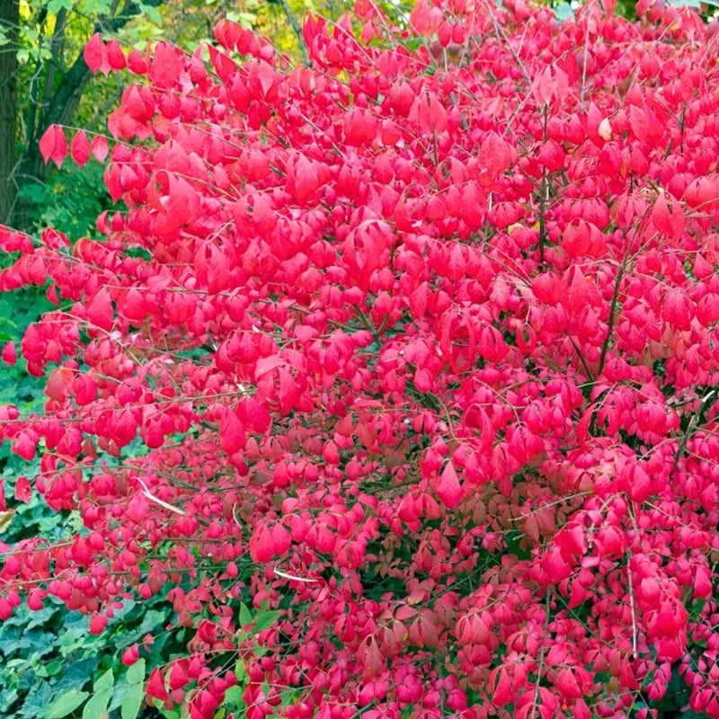 5Pcs Dwarf Burning Bush, Bare Root Plants, 6-12” Tall Hardy Shrubs for Landscape Borders Fall Color