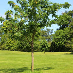 Chinkapin Oak Tree Live Plant 14-18 Inches - Rooted Oak Seedling