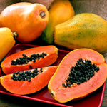 Dwarf Papaya Tree - 7-10 Inch Plant in Half Gallon Pot