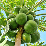 Dwarf Papaya Tree - 7-10 Inch Plant in Half Gallon Pot