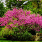 Eastern Redbud Tree Live Plant 6-10 Inches - Red Bud Seedling - Outdoor Garden Ready