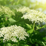 Elderberry Live Plant - Black Elderberry Fruit Tree - 5-9'' Outdoor Ready to Grow