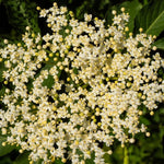 Live Elderberry Plants - 2 Sweet Elderberry Bushes 6-12 Inches Tall for Planting