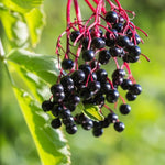 Live Elderberry Plants - 2 Sweet Elderberry Bushes 6-12 Inches Tall for Planting