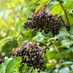 Elderberry Plants Live - 2 Sweet Black Elderberry Bushes - 6-12 Inches