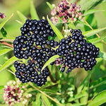 Elderberry Plants Live - 2 Sweet Elderberry Bushes - 6-8 Inches Tall