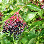 Elderberry Plants Live - 2 Sweet Elderberry Bushes - 6-8 Inches Tall